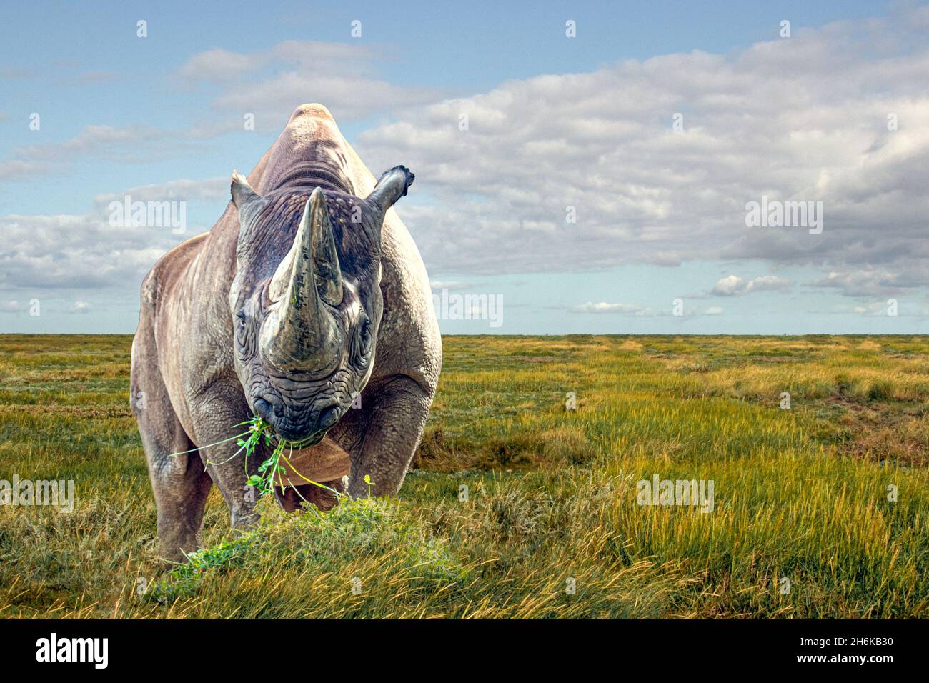 Un rinoceronte africano che mangia erba in un campo aperto Foto Stock