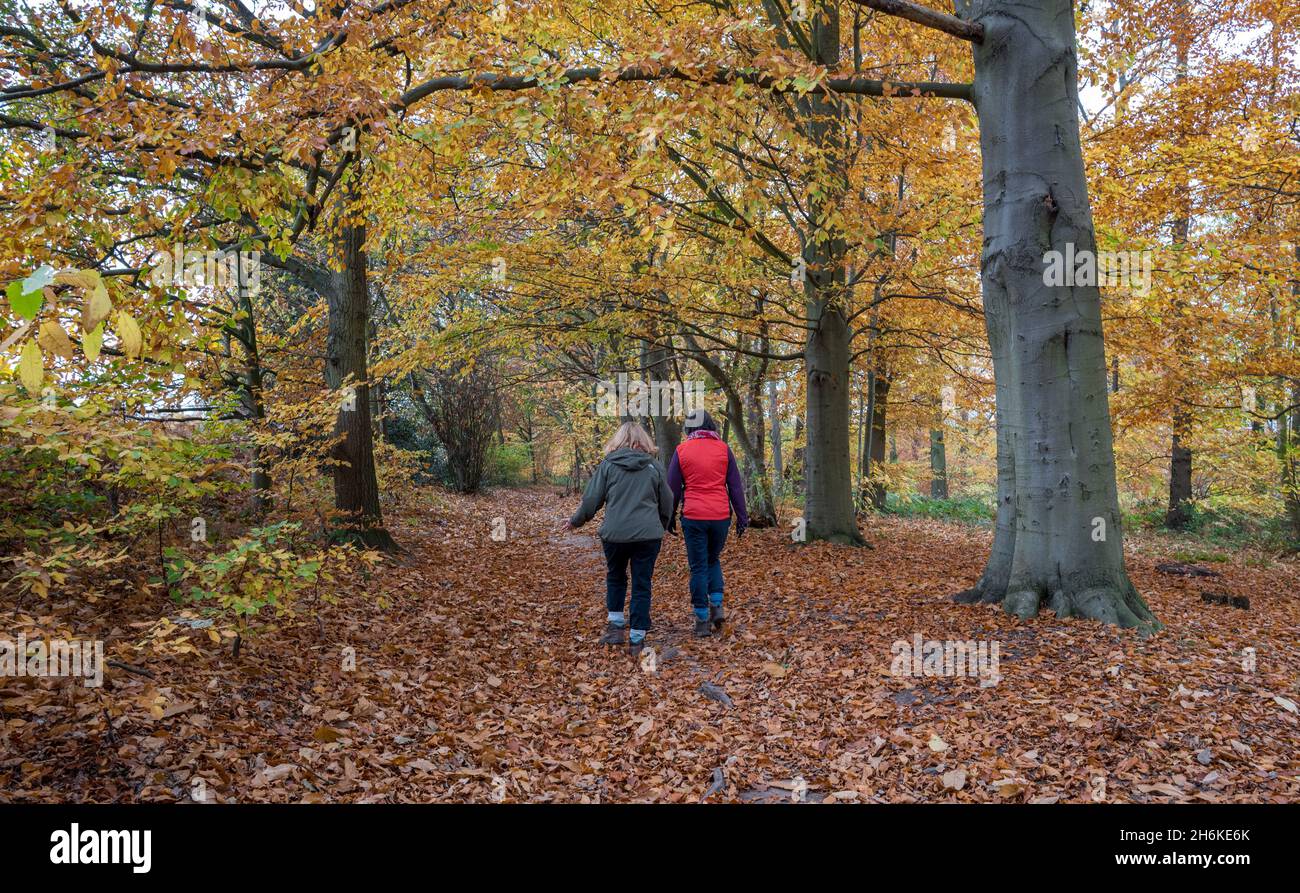 Due femmine che camminano da sole attraverso un bosco. Foto Stock