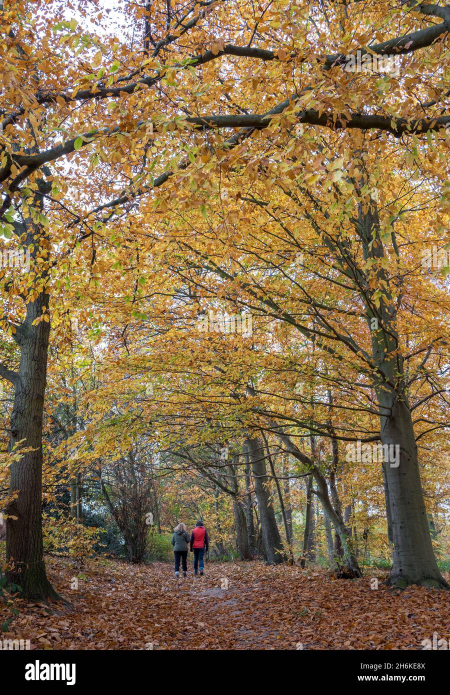 Due femmine che camminano da sole attraverso un bosco. Foto Stock