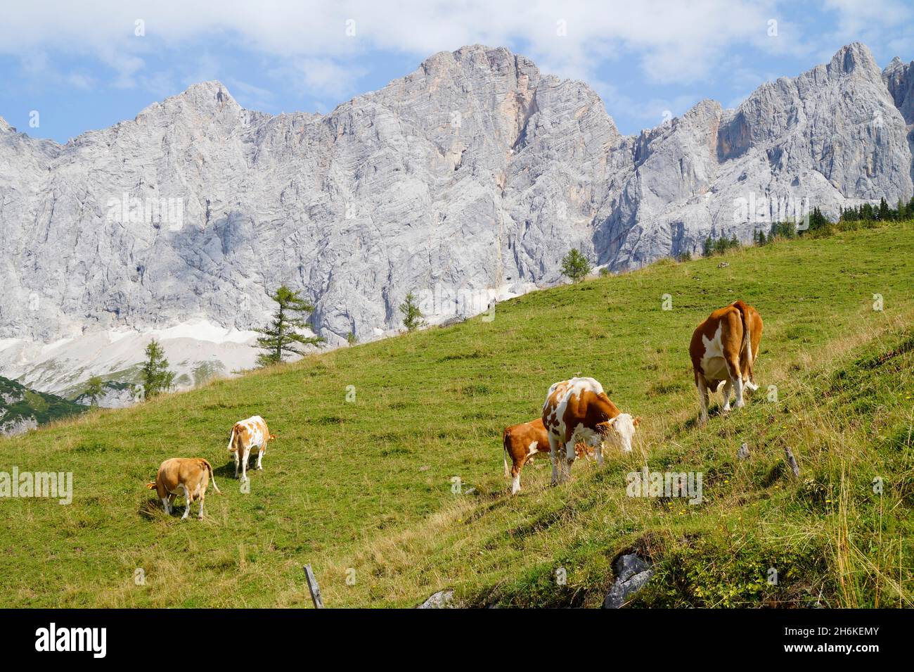 Mucche al pascolo nelle Alpi austriache della regione di Dachstein (Stiria in Austria) Foto Stock