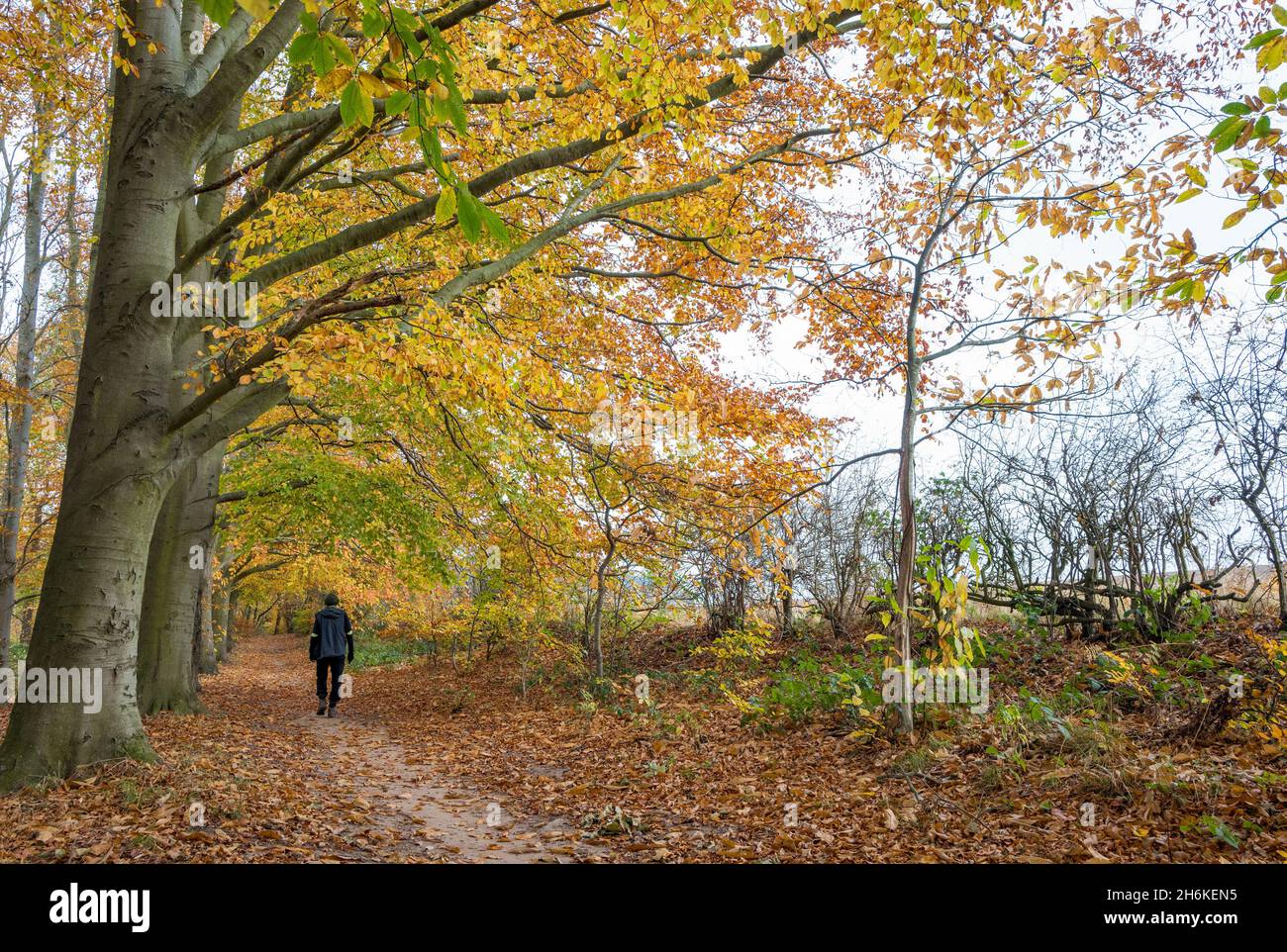 Maschio che cammina da solo attraverso un ambiente boschivo. Foto Stock