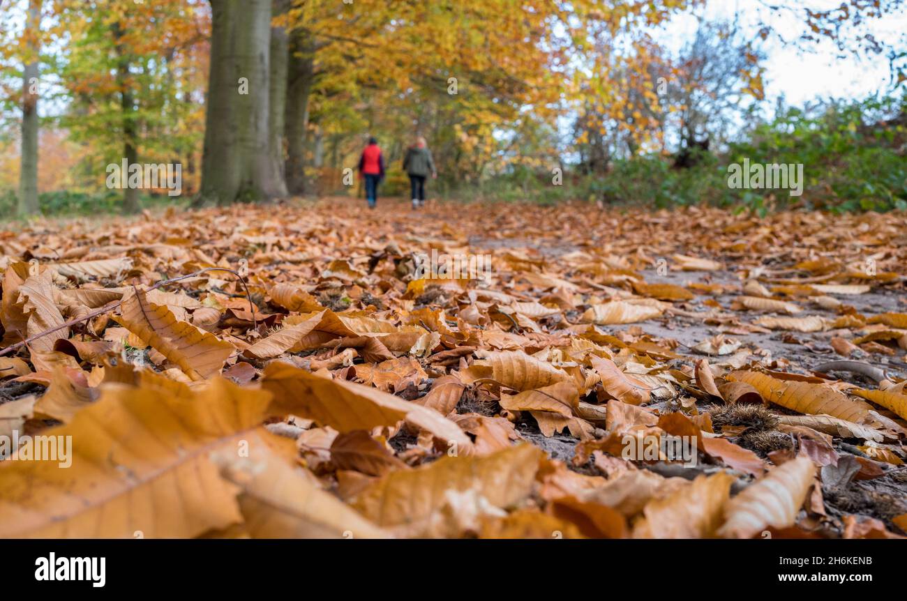Due femmine che camminano da sole attraverso un bosco. Foto Stock
