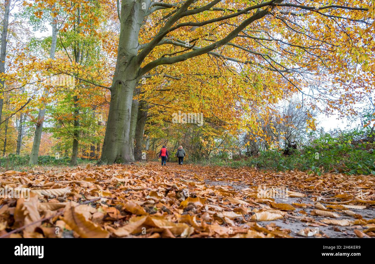 Due femmine che camminano da sole attraverso un bosco. Foto Stock