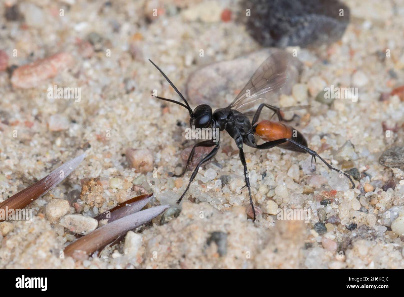 Wegwespe, Weg-Wespe, Arachnospila spec., ragno wasp, Wegwespen, Pompilidae, pompilidi, vespe da caccia al ragno, vespe da ragno Foto Stock