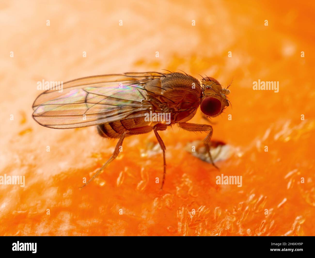 Frutta tropicale Fly Drosophila Diptera parassita insetto Pest su frutta matura vegetale Macro Foto Stock
