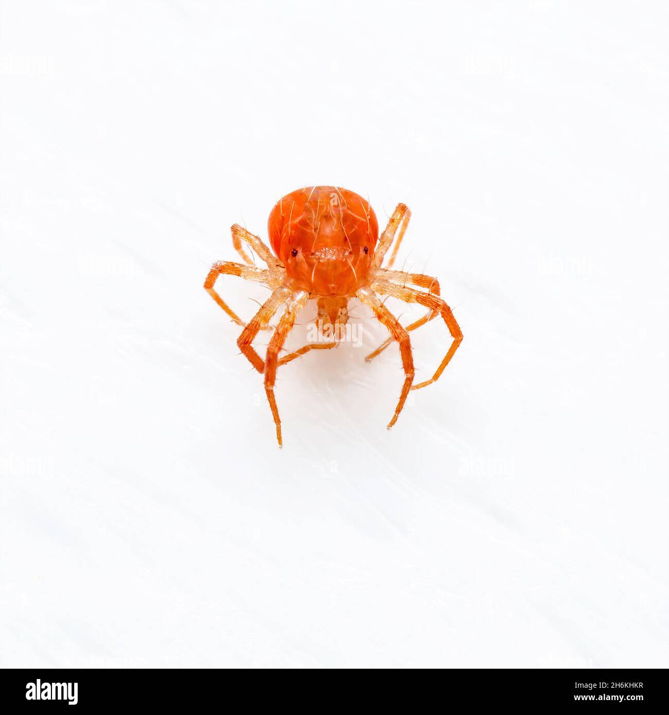 Anystis Baccarum Mite o whirligig Red Velvet Mite Arachnid Predator Tick isolato su sfondo bianco Foto Stock