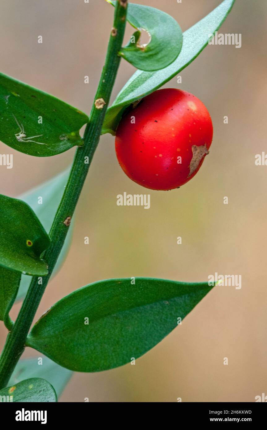 Macellaio-scopa / mirto di ebreo (Ruscus aculeatus), arbusto eurasiatico sempreverde che mostra il primo piano di foglie e bacche rosse Foto Stock