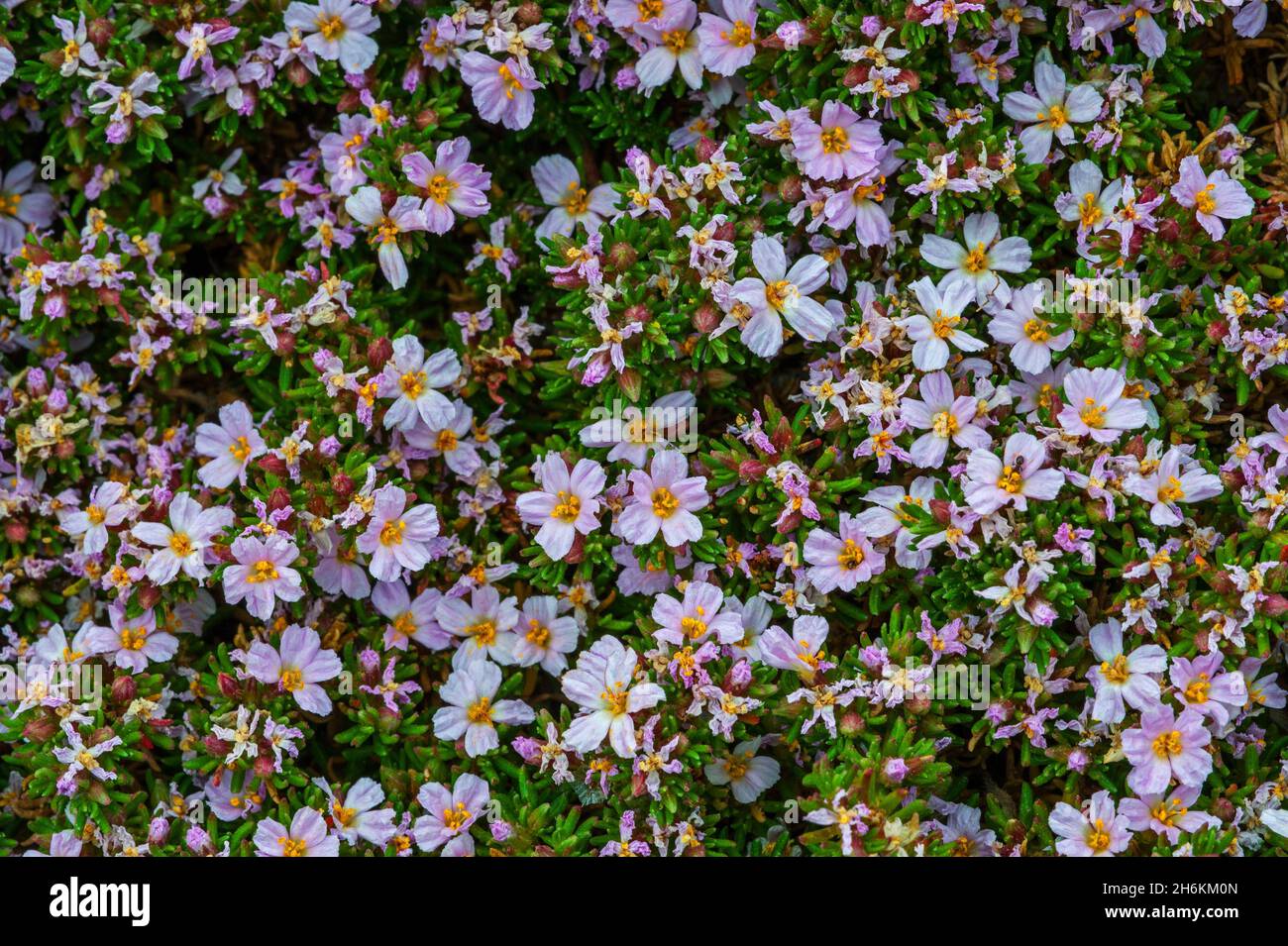 Brughiera di mare (Frankenia laevis) in fiore, arbusto costiero basso nativo a sud-ovest Europa e la Gran Bretagna Foto Stock
