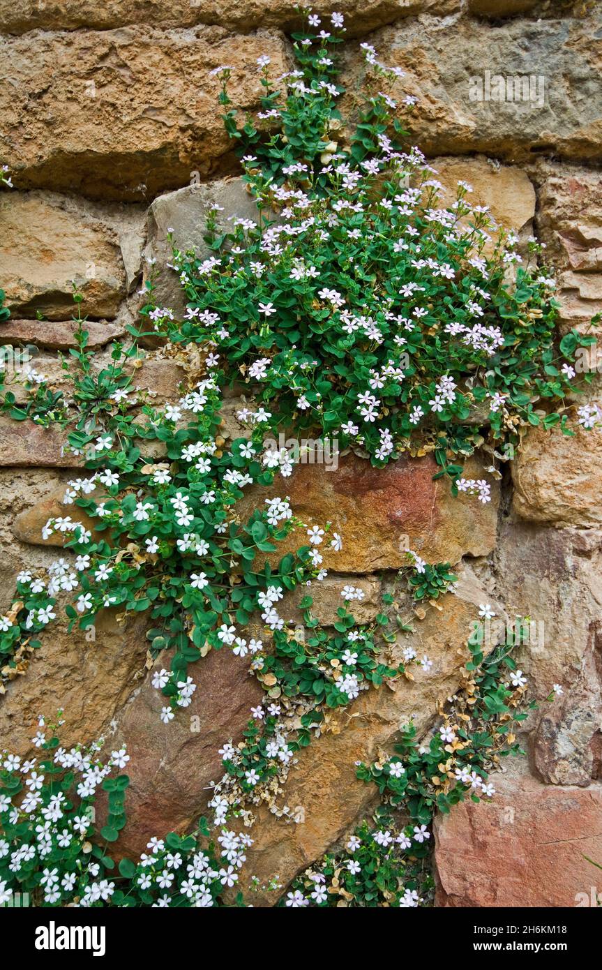 Petrocoptis pirenaica / Agrostemma pirenaica / Lychnis aragonica in fiore su muro di pietra, specie endemiche dei Pirenei e le montagne del Nord S Foto Stock