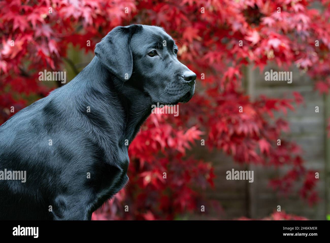Ritratto di Labrador nero di otto mesi con sfondo Acer Foto Stock