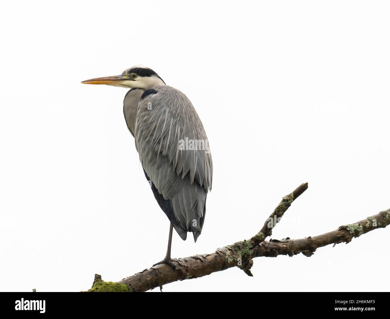 Un airone grigio sedette in un albero sotto la pioggia alla testa del lago Windermere, Ambleside, Lake District, UK. Foto Stock