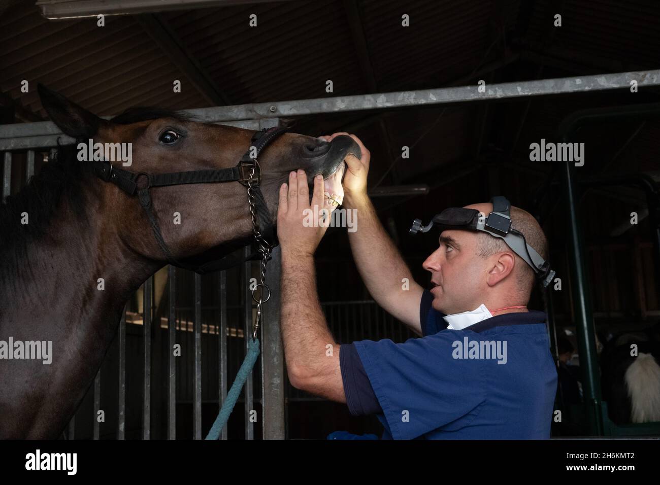 Dentista equino che esamina ed estrae i denti dal cavallo, primo piano della testa del dentista e della testa del cavallo Foto Stock