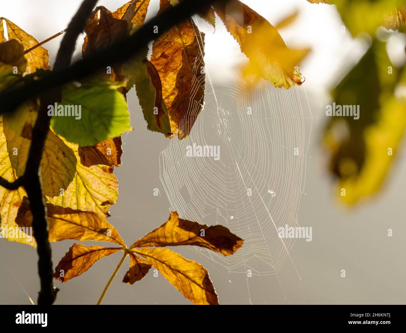 Un ragni web retroilluminato dal sole e insetti volanti nel parco Ambleside, English Lake District, Regno Unito. Foto Stock