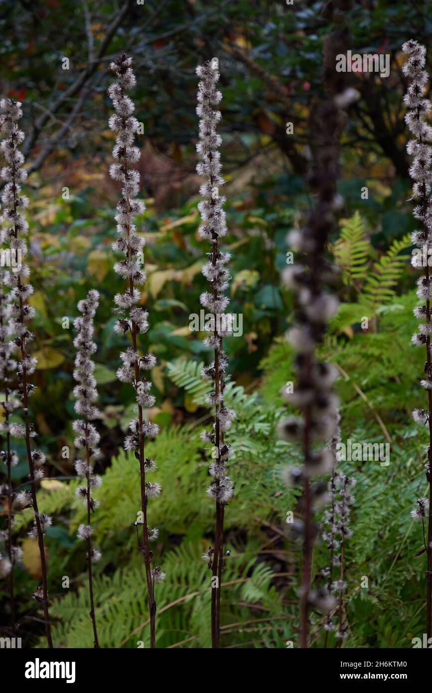Teste di seme asciugate in piedi alto in novembre. Foto Stock