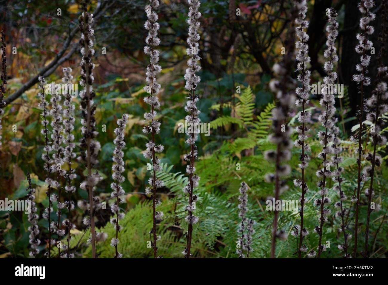 Teste di seme asciugate in piedi alto in novembre. Foto Stock