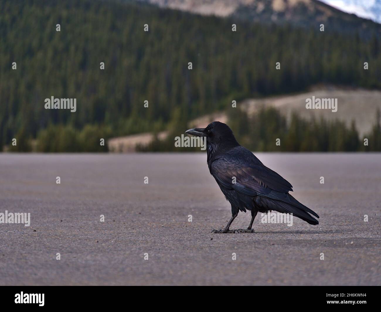 Primo piano di un uccello corvo comune (Corvus Corax) con piumaggio di colore nero seduto sul terreno lastricato del parcheggio a Icefields Parkway, Canada. Foto Stock
