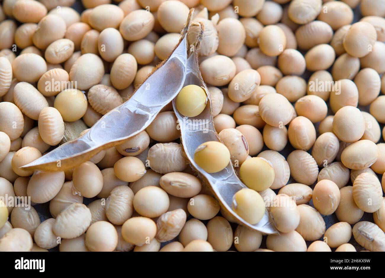 Soia fagiolo, primo piano. Aprire la cialda di soia sullo sfondo secco dei semi di soia Foto Stock