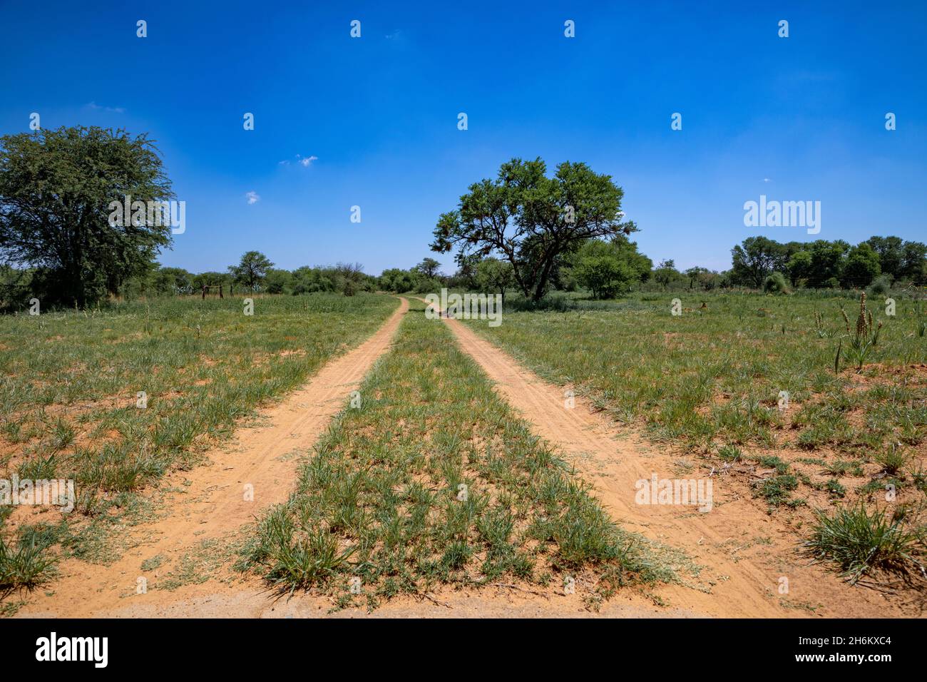 Strada sterrata a due binari che porta inti alla distanza. Foto Stock