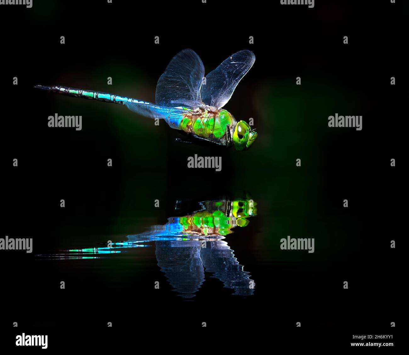 Una Dragonfly Darner verde si getta sopra un piccolo stagno nelle Everglades della Florida e getta una bella riflessione in acqua. Foto Stock