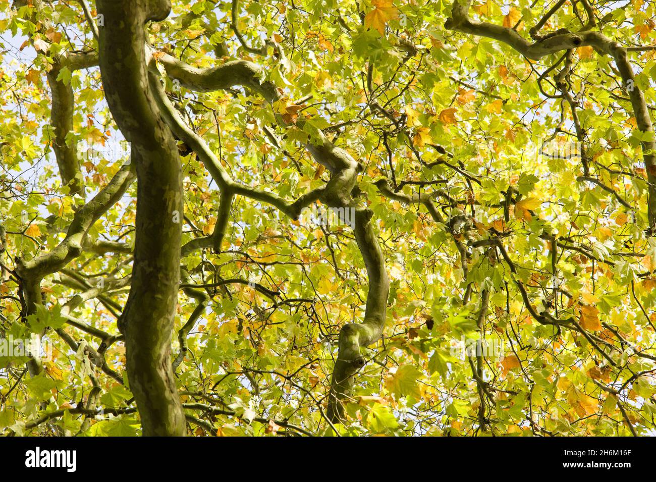 Vista ad angolo basso di un albero in autunno. Foto Stock