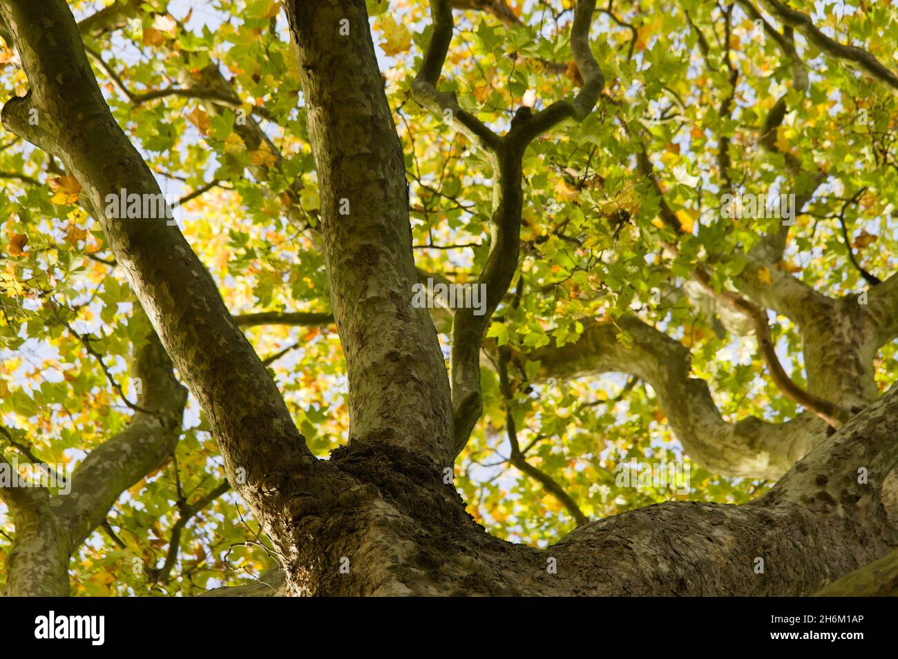 Albero in autunno. Foto Stock