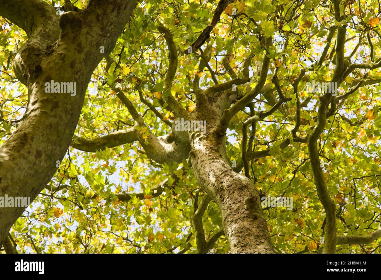 Vista ad angolo basso di un albero in autunno. Foto Stock