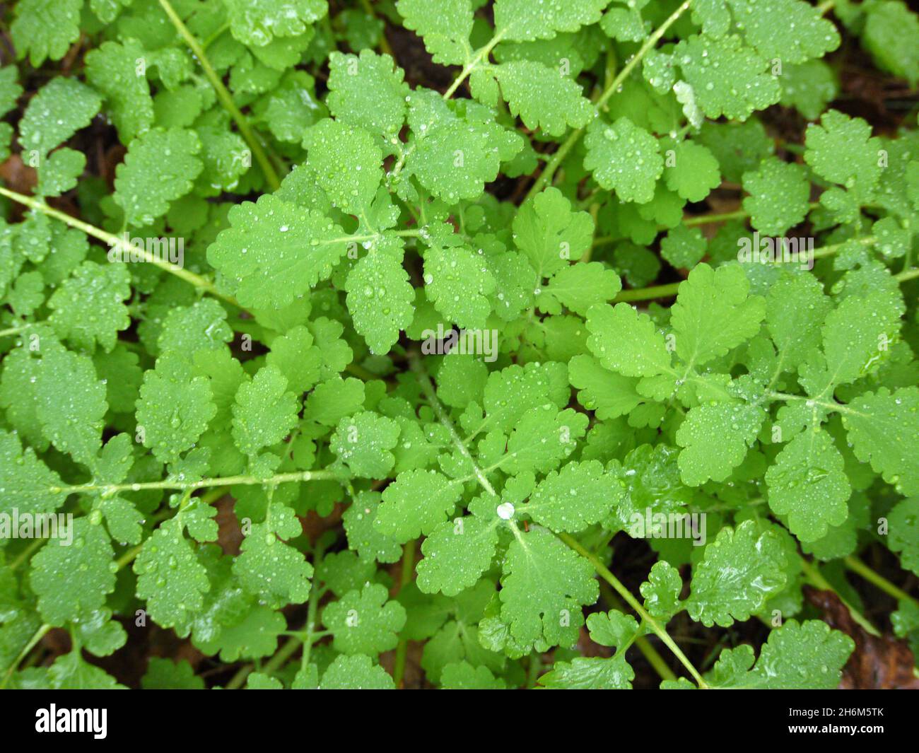 Foglie della pianta Chelidonium majus o della maggiore celandina. Si tratta di una pianta erbacea perenne fiorente della famiglia papaveraceae. Foto Stock