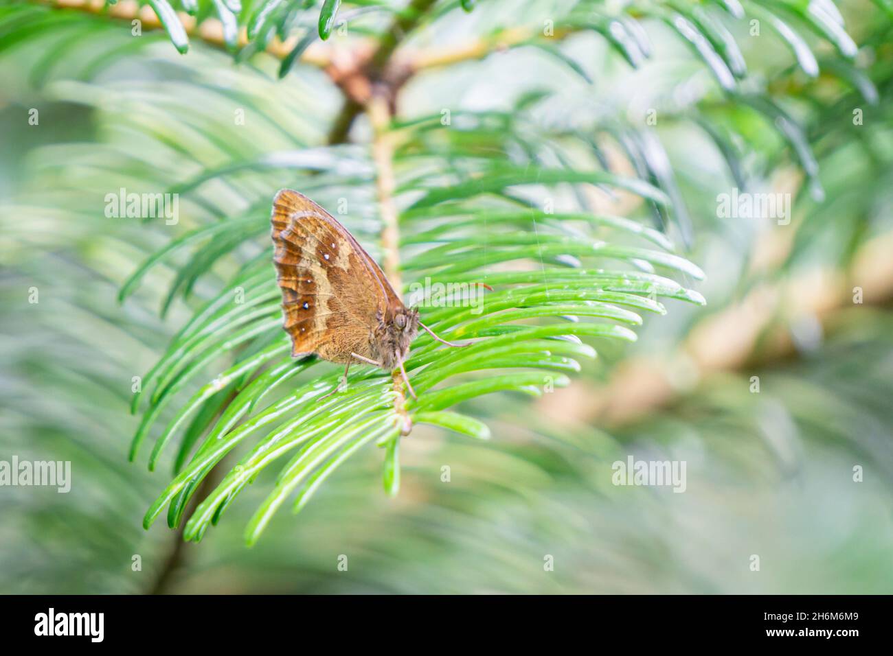 Farfalla gatekeeper su foglia di pino Foto Stock
