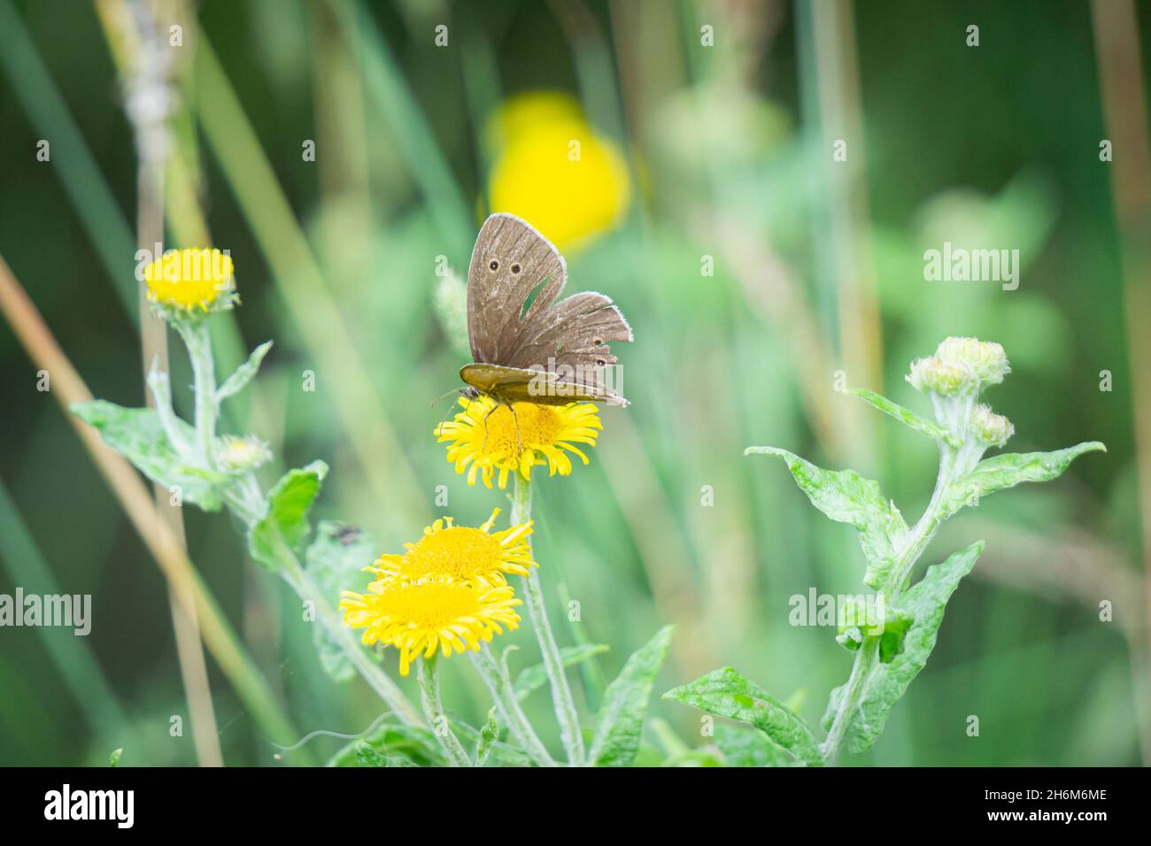 Farfalla Gatekeeper che riposa su un fiore selvatico giallo in una luce naturale soffusa, con steli di prato verde e fogliame sfocato, Oxfordshire Foto Stock