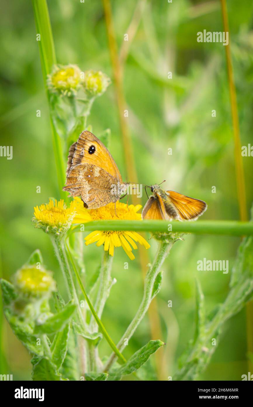 Farfalla bruna di prato e piccolo skipper arroccato su fiori selvatici gialli in luce naturale soffusa, circondato da steli verdi di prato e sfocatura, Oxfordshire Foto Stock