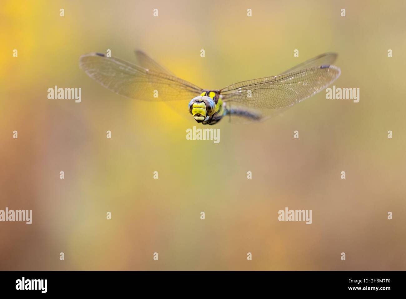 Blue Hawker (Aeshna cyanea), vista frontale di un adulto in volo, Campania, Italia Foto Stock