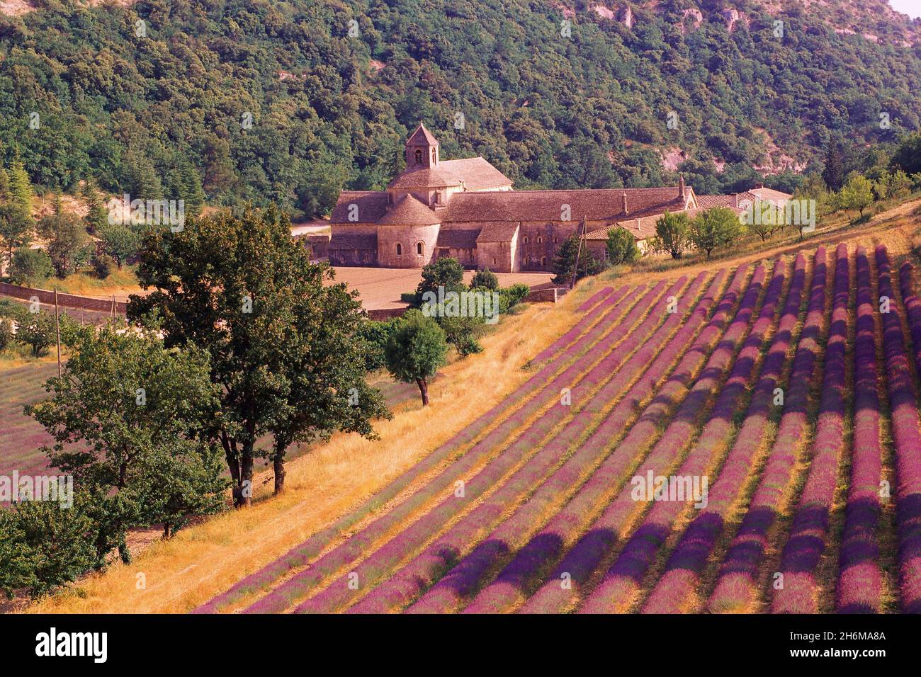 Abbazia e Lavender campo Senanque Abbey Provenza, Francia Foto Stock