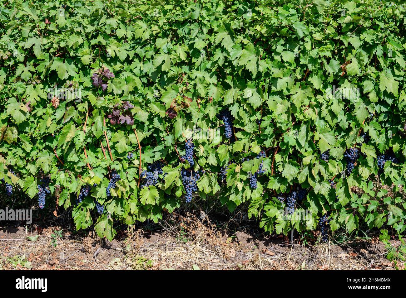 Fila con grandi piante con molte uve biologiche nere scure mature e foglie verdi in vigna in una giornata di sole autunno Foto Stock