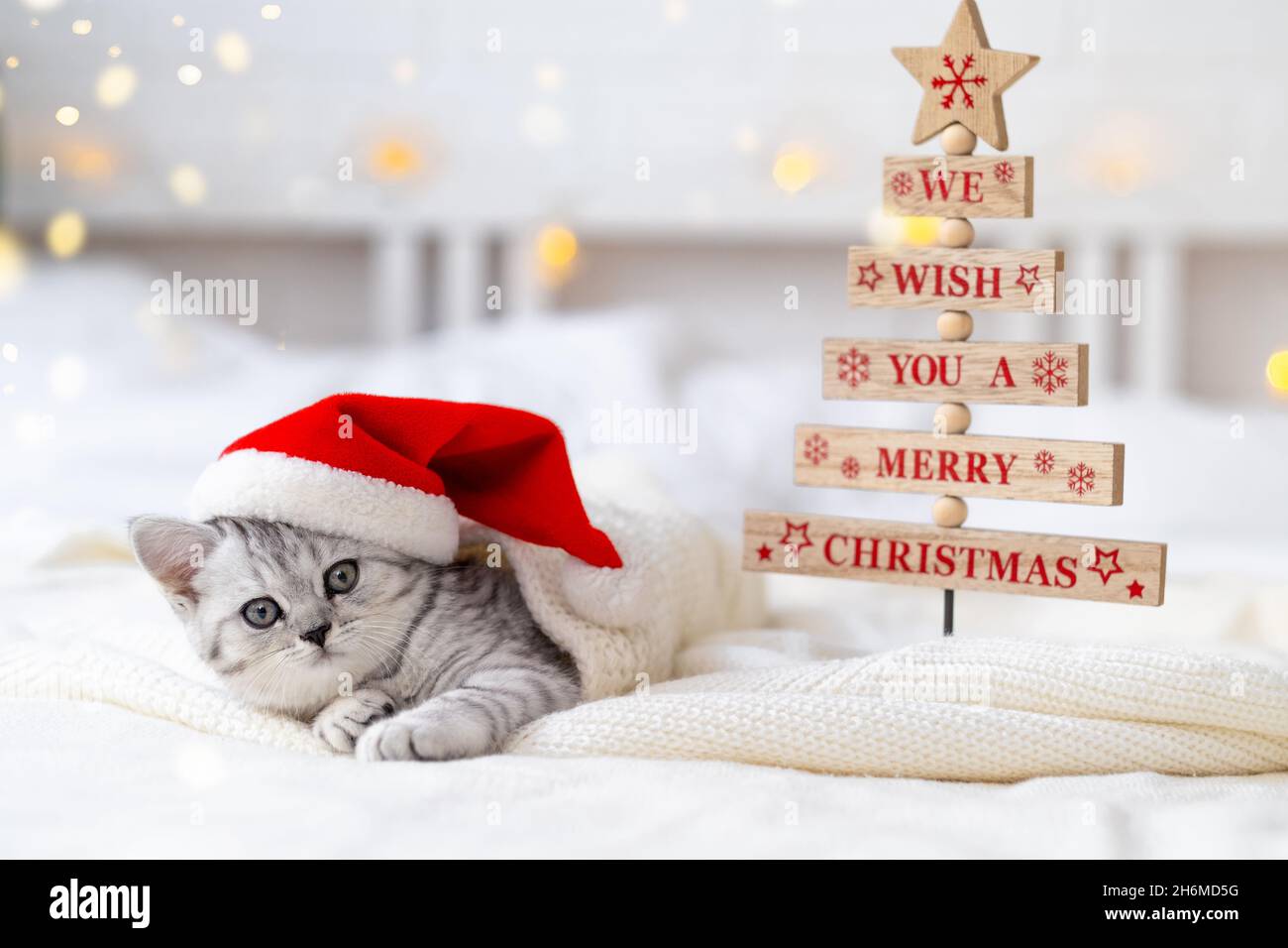 Natale gatto carta vi auguriamo un Buon Natale. Piccolo curioso divertente  striped scozzese fold gattino in Natale rosso Santa cappello sul letto  bianco a casa Foto stock - Alamy