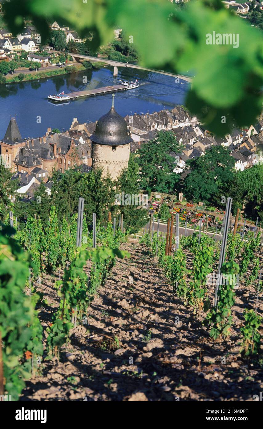 Panoramica dei vigneti che circondano Zell e il fiume Mosel, Renania-Palatinato, Germania Foto Stock