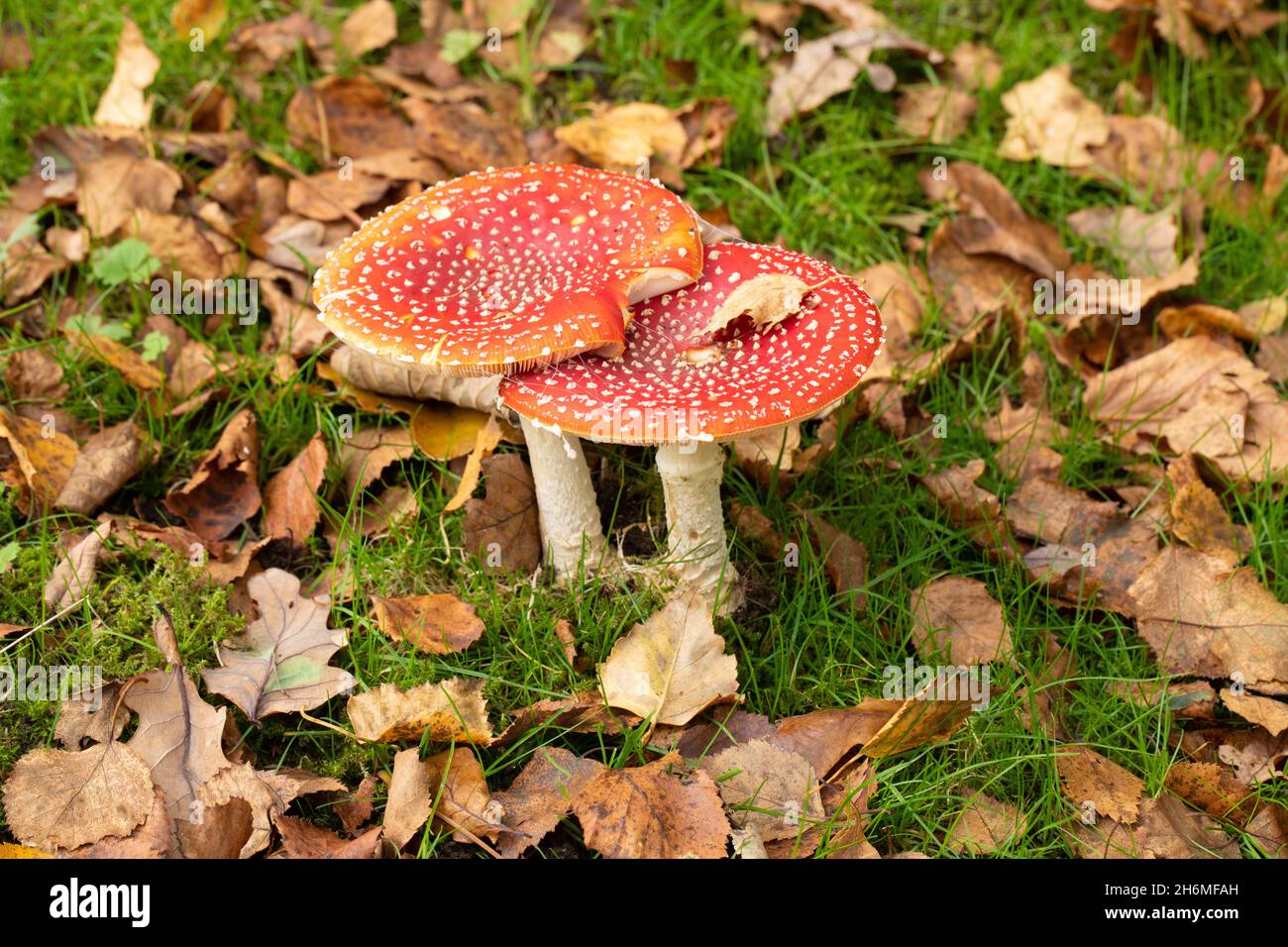Sgabelli agarici (Amanita muscaria). Due toadsgabelli, insieme, affiancati l'uno all'altro, caduto Birch, Betula, foglie, specie di alberi con simbiotico Foto Stock