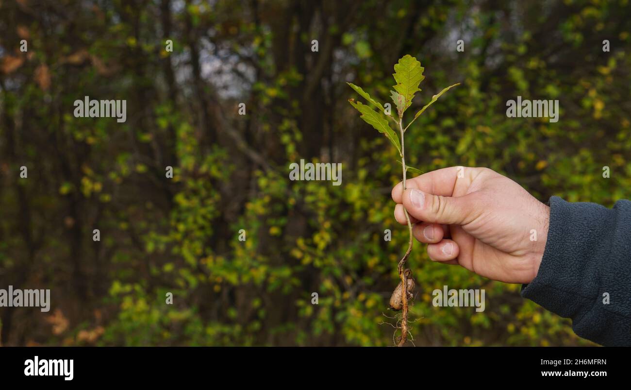 Giovane volontario che tiene piccolo albero di quercia che si accapora sulla destra con un acorno che è pronto per essere piantato. Fuoco principale sull'albero e sulla mano Foto Stock
