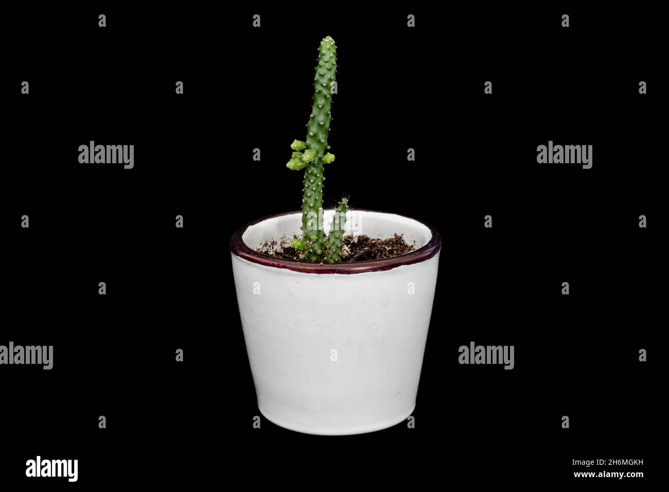 Fiore di Cactus in una pentola di fiori bianchi. Piante crescenti in pentole per la decorazione domestica e del giardino. Sfondo nero isolato Foto Stock