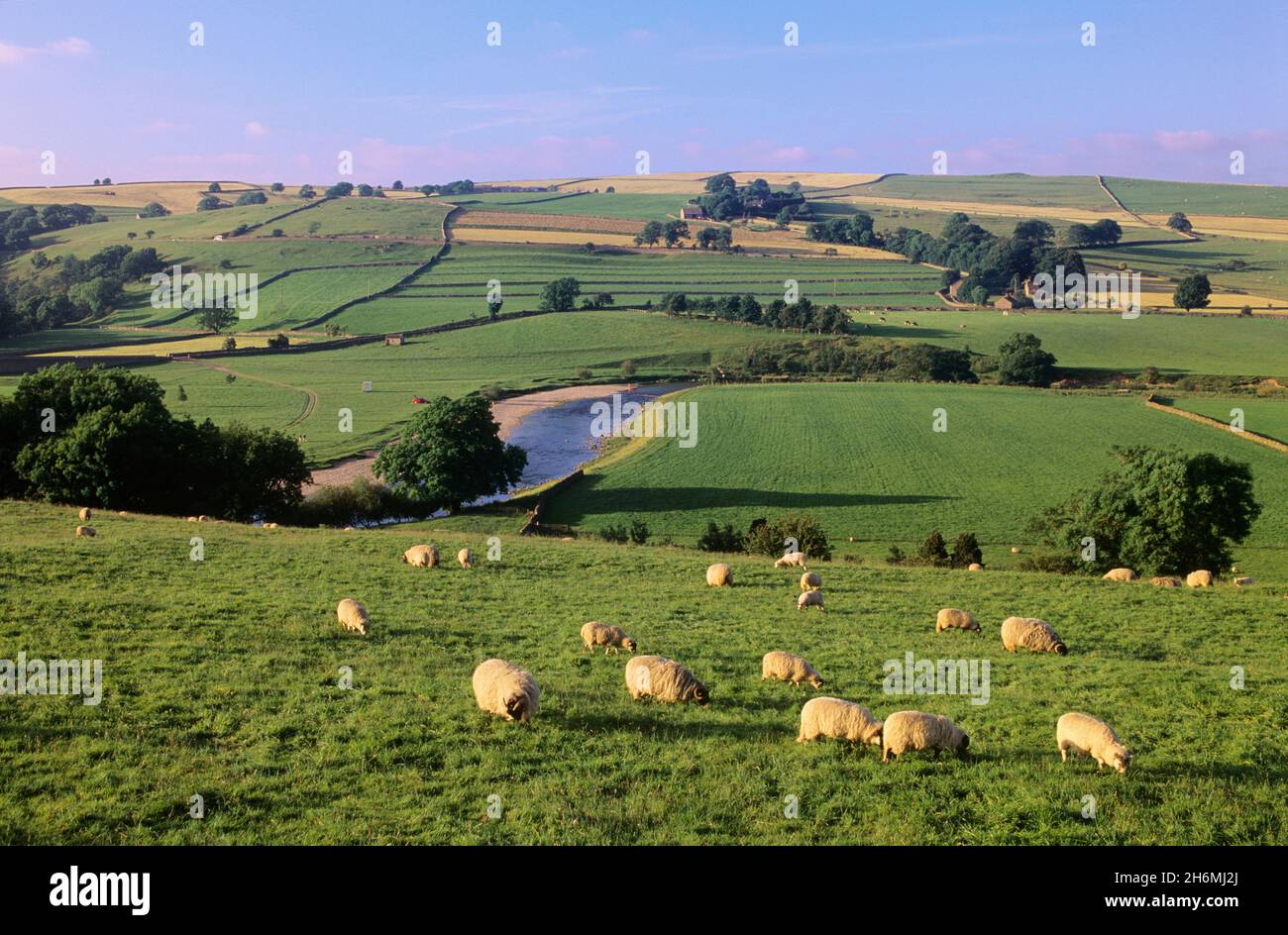 Pecore al pascolo Yorkshire Dales National Park Inghilterra Foto Stock