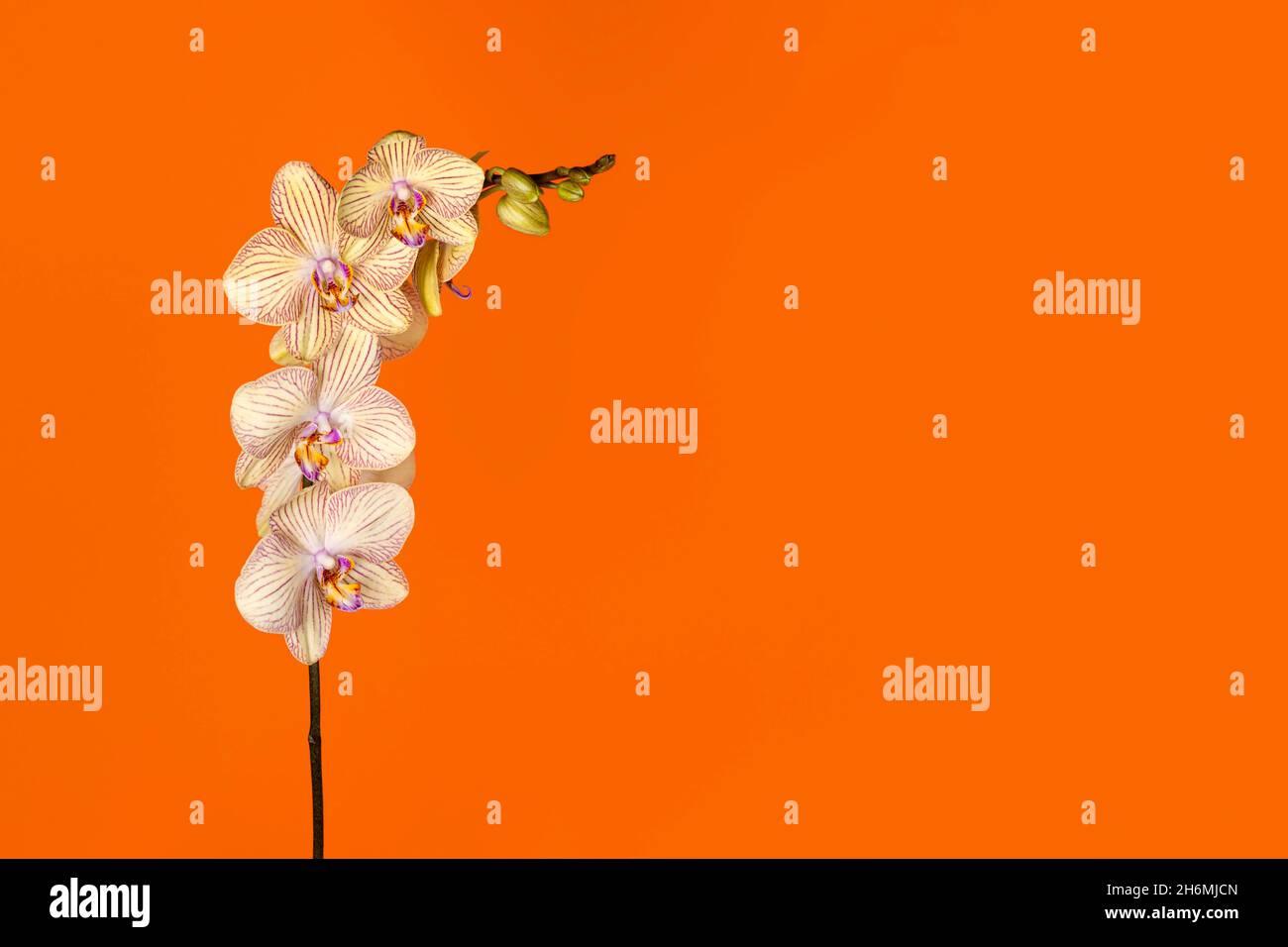 Bella branca di orchidee giallo tenera isolata su sfondo arancione. Banner floreale con spazio per la copia Foto Stock