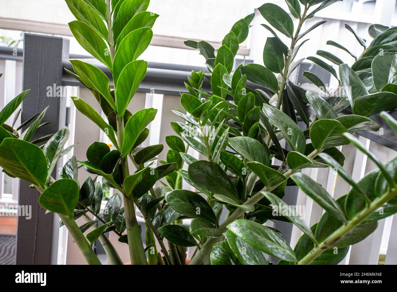 Immagine della pianta ZZ, Zamioculcas zamiifolia, chiamata anche Zanzibar  Gem, una pianta perenne ornamentale sempreverde tropicale originaria  dell'Africa orientale Foto stock - Alamy