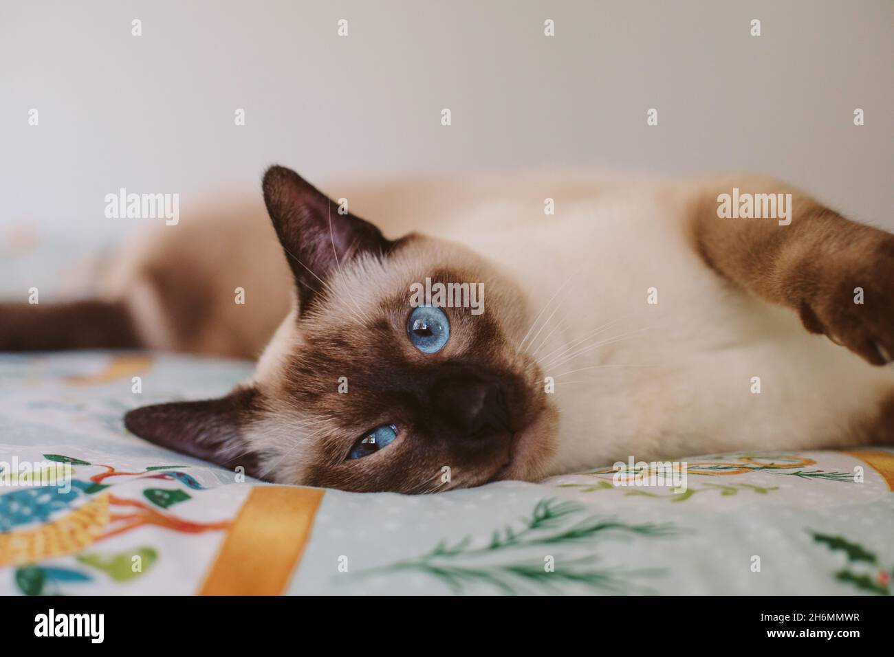 Un gatto siamese al cioccolato che si stese su un letto e guarda la macchina fotografica Foto Stock