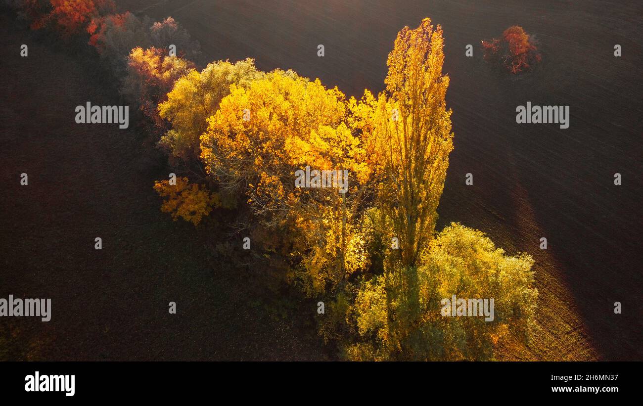 Colori autunnali o autunnali nel mese di ottobre in una foresta francese meridionale. Foto Stock