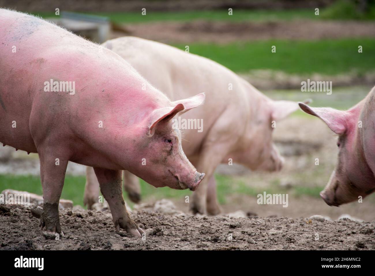 Fuoco selettivo sparato di maiali sulla fattoria Foto Stock