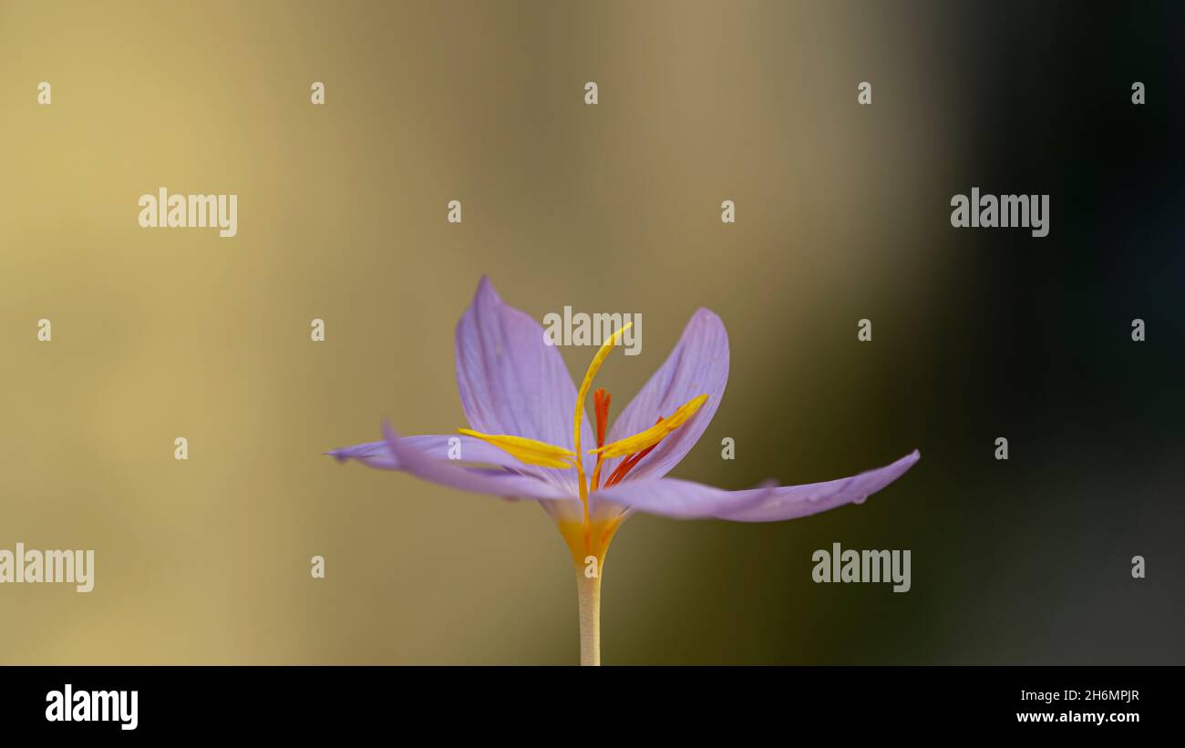 Macro vista isolata della pianta di fiori di Saffron, cottura degli ingredienti delle spezie, zafferano italiano Foto Stock