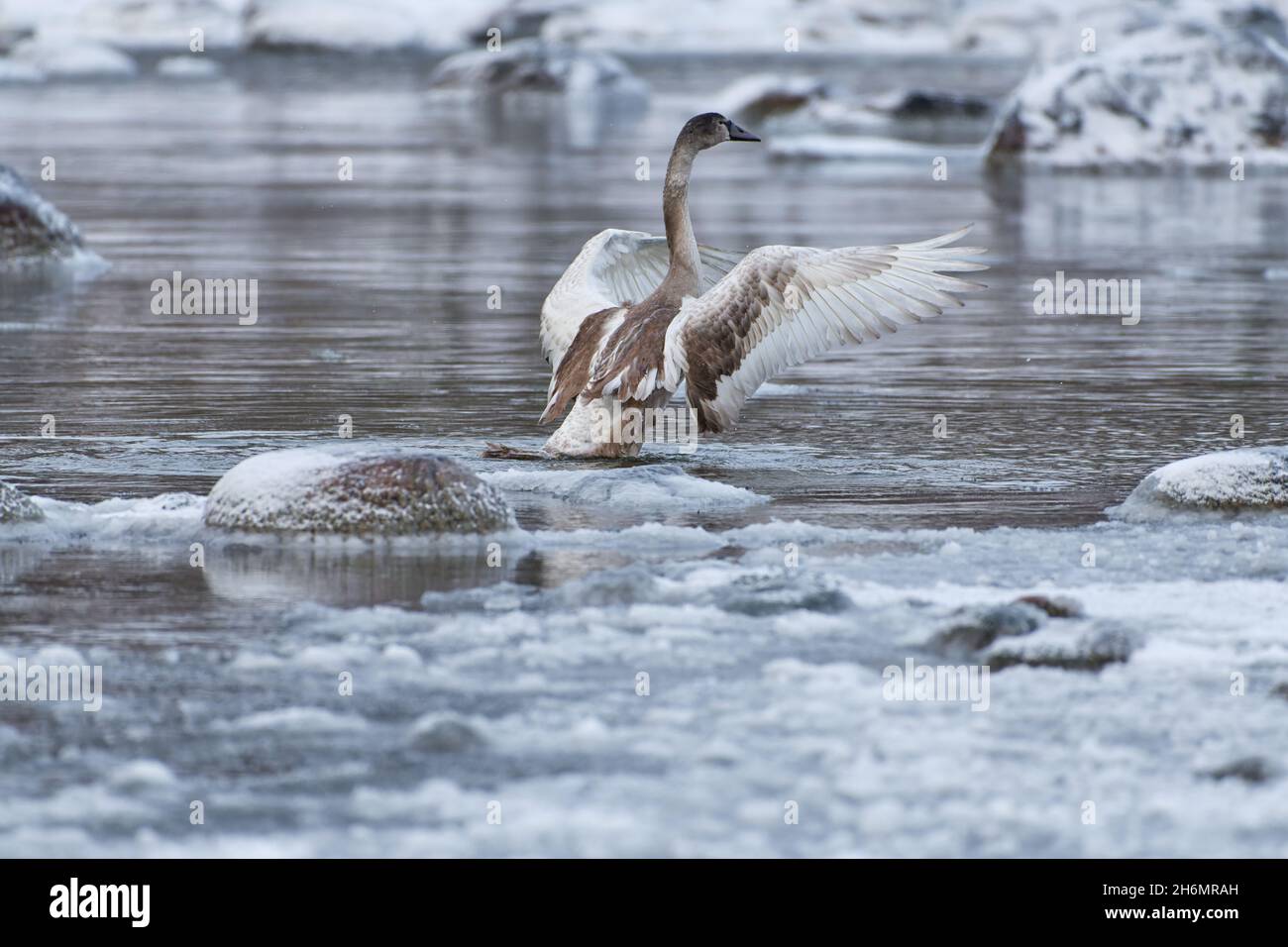 Il giovane cigno spalma le sue ali per il decollo dalle acque ghiacciate del Mar Baltico a Helsinki, Finlandia, poche ore prima del congelamento nel gennaio 2021 Foto Stock