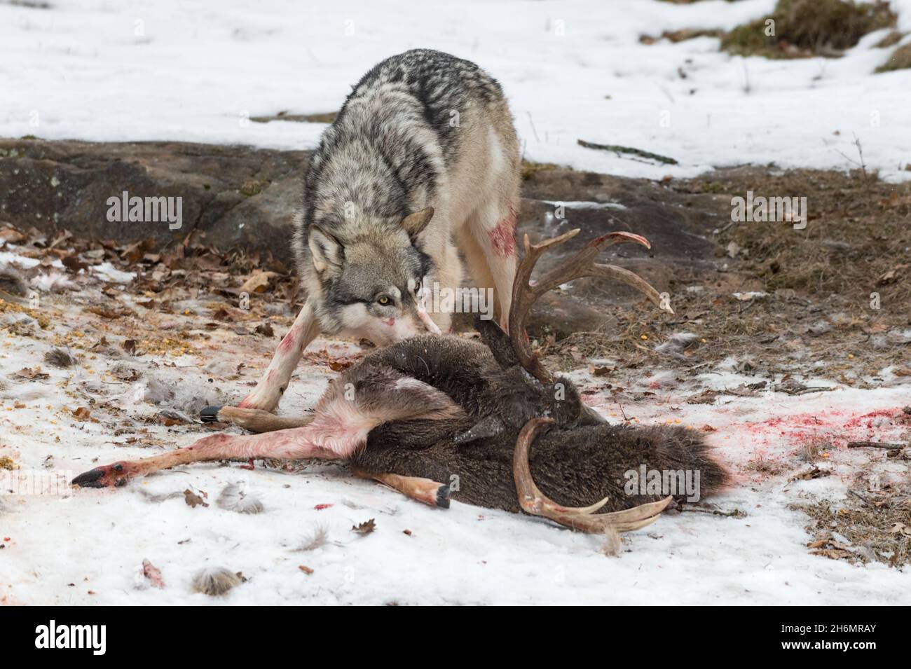 Lupo grigio (Canis lupus) tira a Hiide di carcassa di cervo a coda bianca Inverno - animale prigioniero Foto Stock