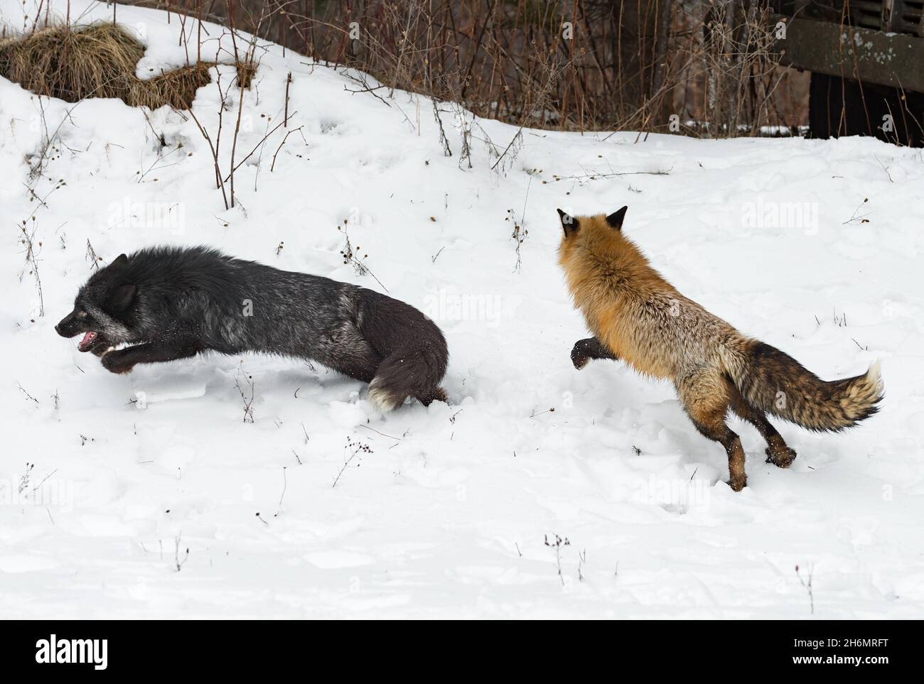 Argento e volpe rossa (Vulpes vulpes) Vai a sinistra di fronte al vecchio camion inverno - animali prigionieri Foto Stock