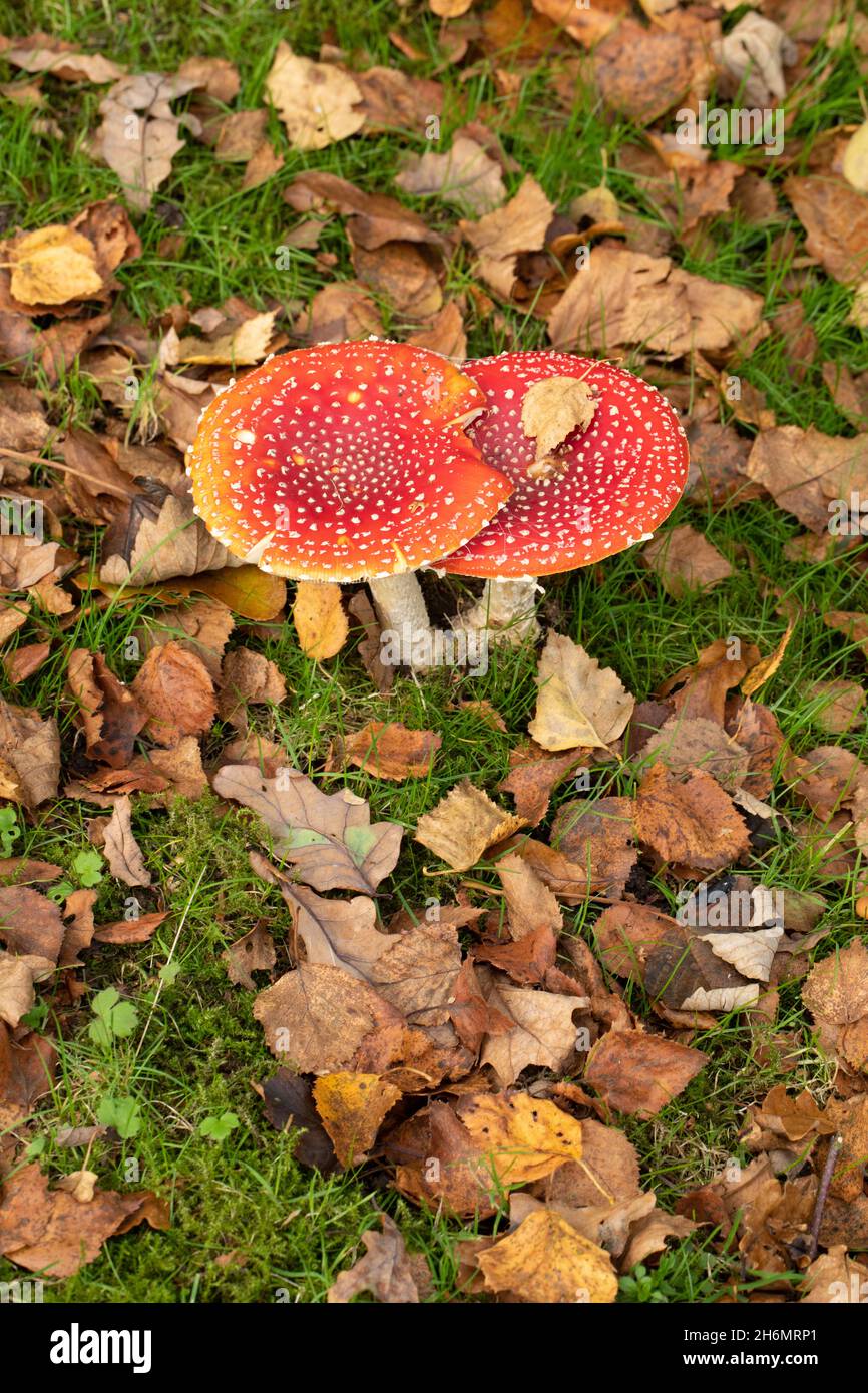 Sgabelli agarici (Amanita muscaria). Due insieme, insieme, uno accanto all'altro, caduto Birch, Betula, foglie, specie di alberi con un relationsh simbiotico Foto Stock