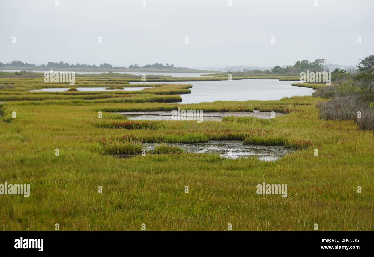 L'erba selvaggia e l'area umida vicino ad Assateague Island, Maryland, U.S.A Foto Stock